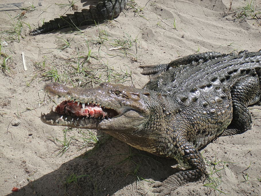 feeding, cayman, chiapas, mexico, animal, animal themes, reptile HD wallpaper
