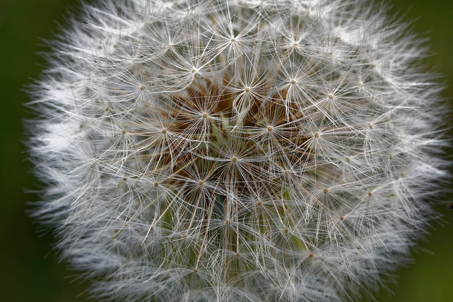 Common Dandelion, Taraxacum, spring, screen pilot, composites HD wallpaper