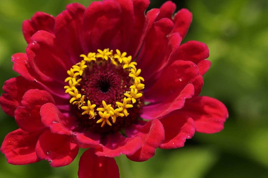blossom, bloom, close, macro, flower, red, summer, flower garden HD wallpaper