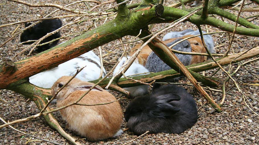 Rabbit, Branch, Ground, Tree, Nature, black, brown, white, grey HD wallpaper