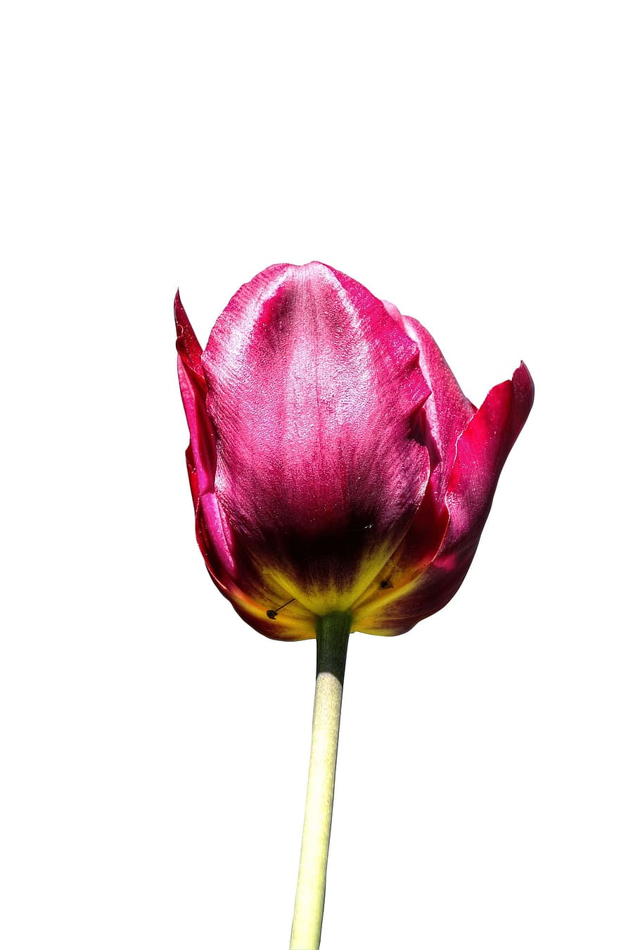 pink tulips, flower, spring, nature, floral, white, fresh, bloom HD wallpaper