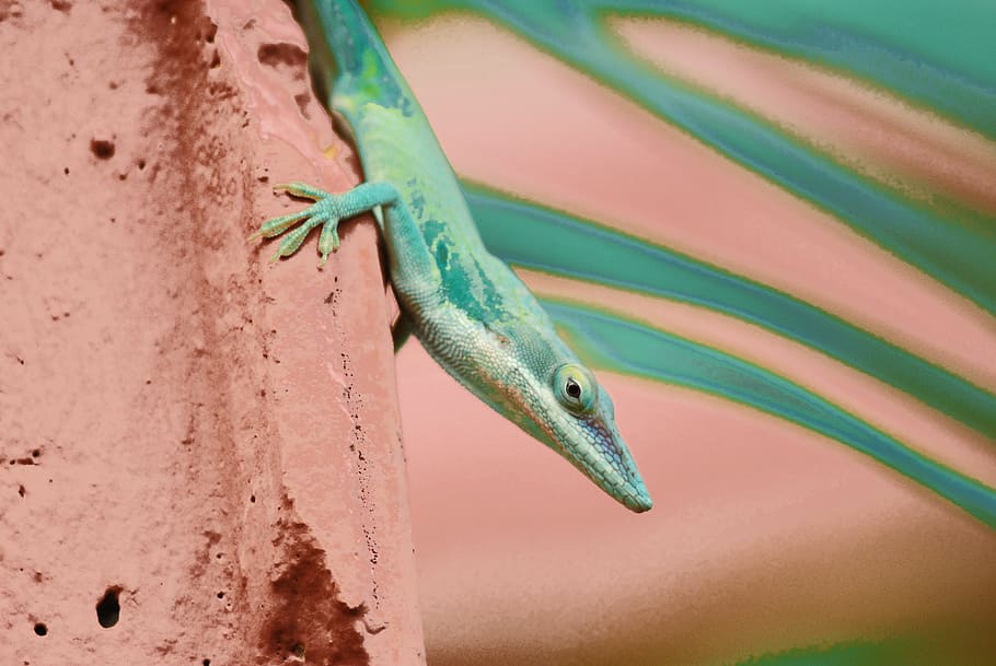 selective focus photography of green lizard, cuba, heat, rock HD wallpaper