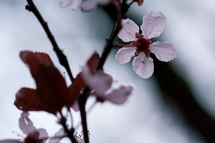 shallow focus photography of white and maroon flowers, petal HD wallpaper