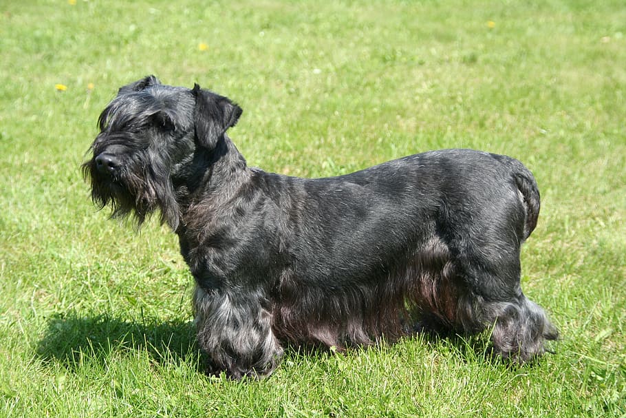 cesky terrier, bohemian terrier, black, dog, pets, schnauzer, HD wallpaper