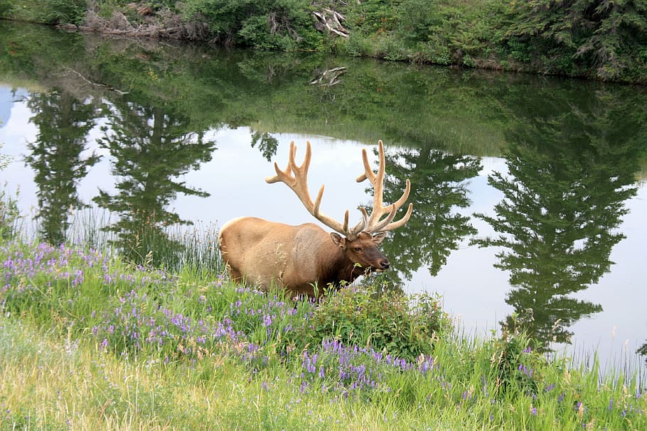 2560x1600px | free download | HD wallpaper: wapiti, hirsch, wapiti deer ...