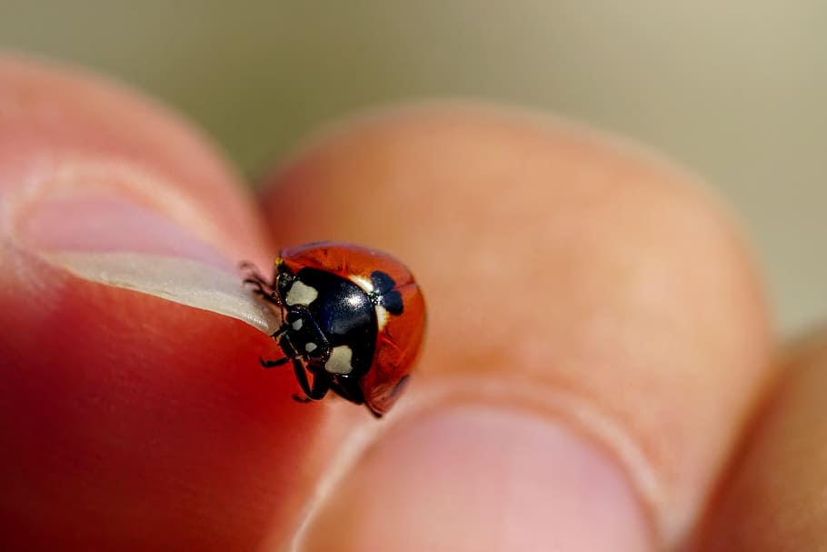 person holding black and brown bug, insect, beetle, ladybug HD wallpaper