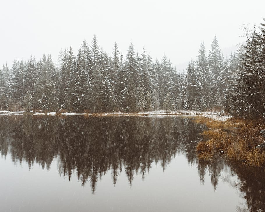 lake, water, reflection, grass, plant, trees, sky, nature, snow HD wallpaper