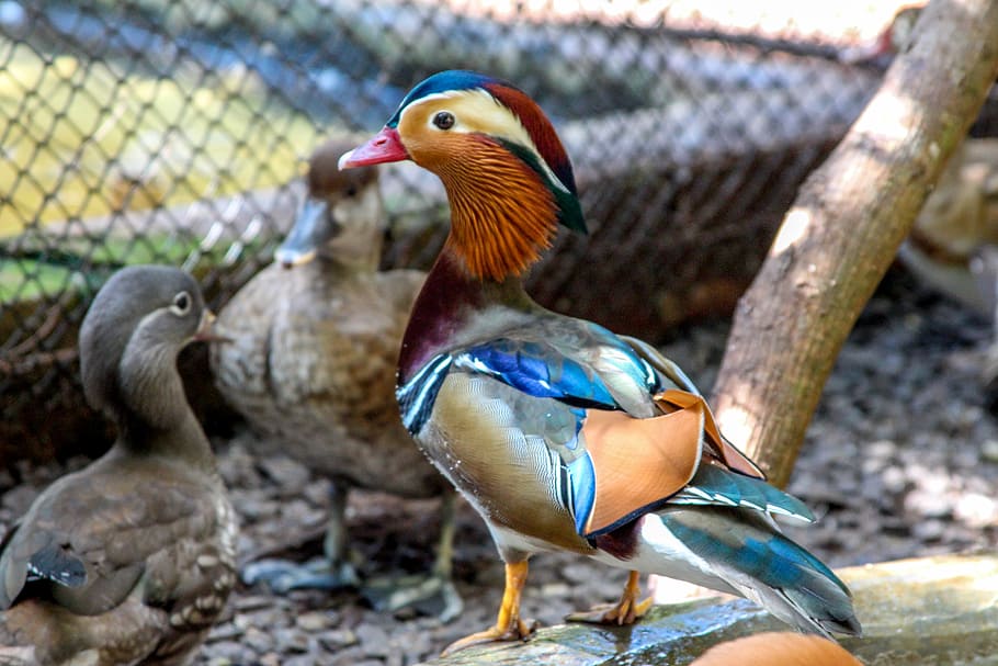 Duck, Mallards, Bird, Pond, swimming, mandarin, animal wildlife HD wallpaper