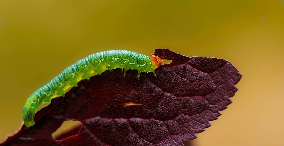 insects, caterpillars, leaf, animal themes, one animal, animal wildlife HD wallpaper