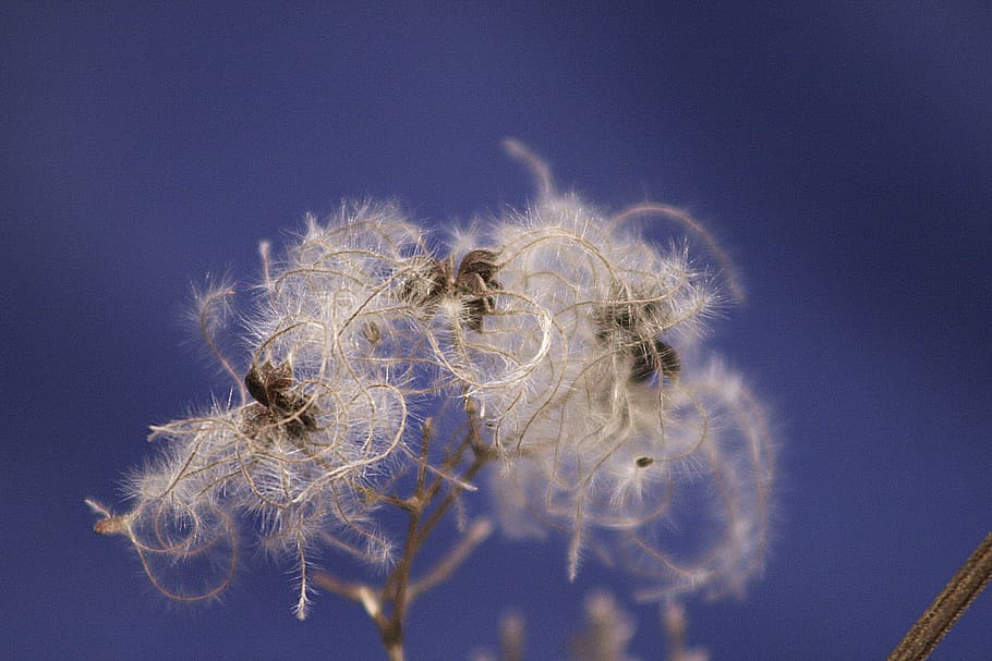 nature, winter, seeds, fluffy, blue, flower, plant, no people HD wallpaper