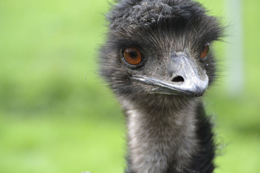 Emu, Poultry, Strauss, Run, flightless bird, bird bouquet, feather HD wallpaper