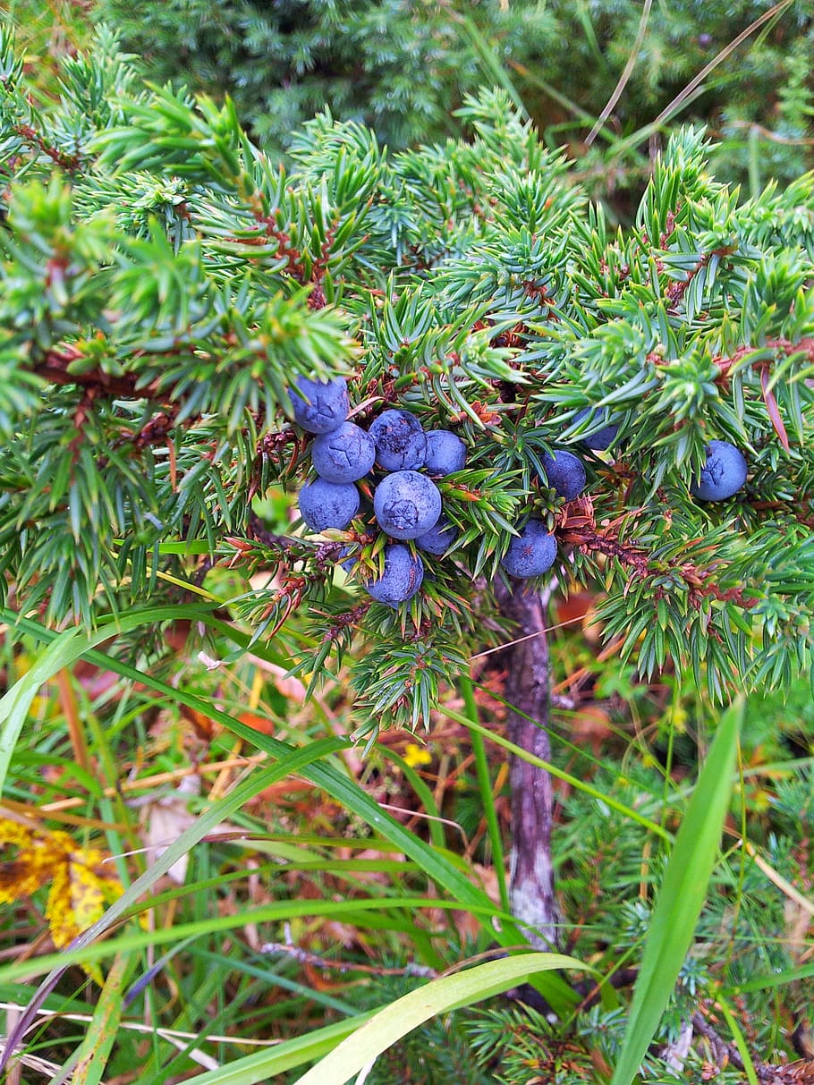 Forest, Juniper, Plan, Needles, krupnyj plan, growth, nature HD wallpaper