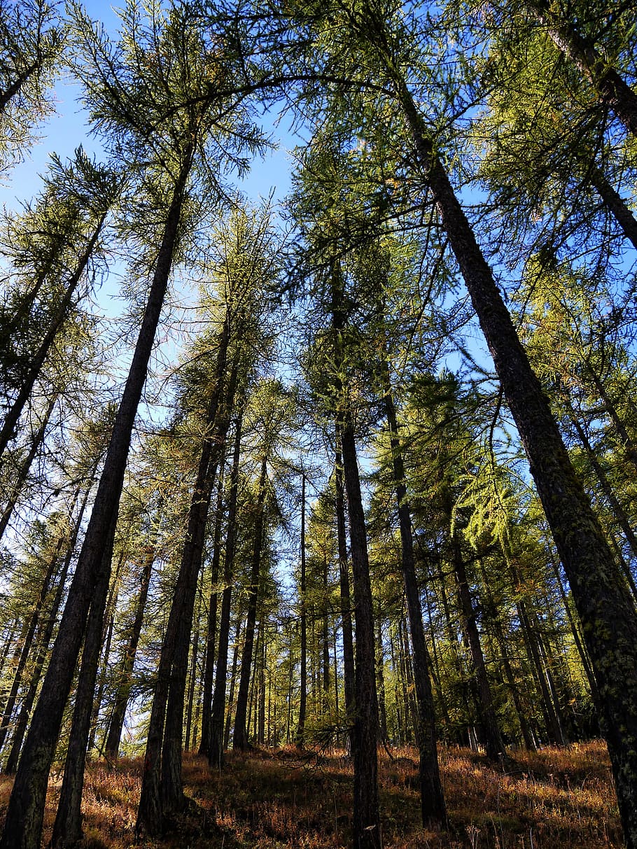 forest, sun, nature, landscape, light, against day, mountain HD wallpaper