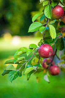 selective focus photograph red apple, tree, fruit, food, branch with apples HD wallpaper
