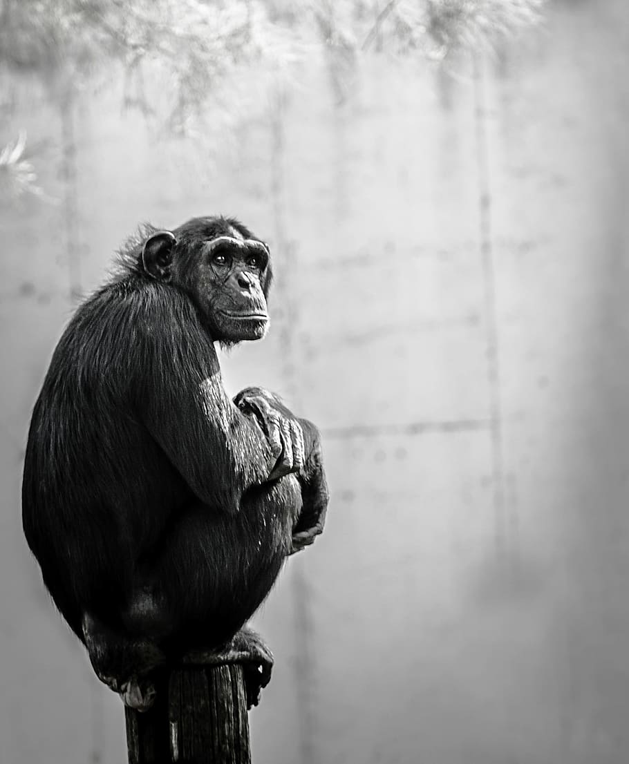 Chimpanzee Sitting on Wood, adult, animal, animal photography, HD wallpaper