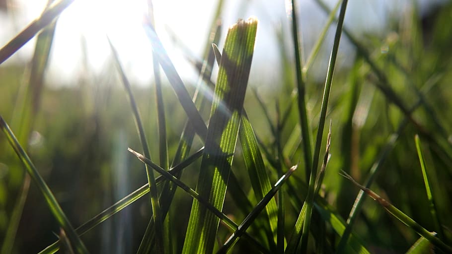 grass, sun, lawn, field, meadow, environment, summer, nature HD wallpaper