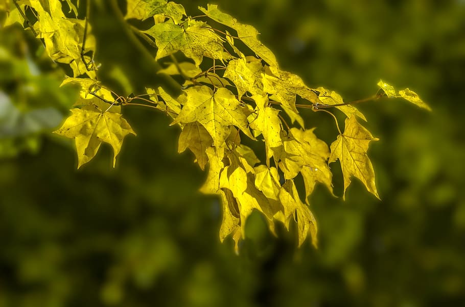 autumn, tree, trees, leaves, leaf, branches, yellow, seasons HD wallpaper