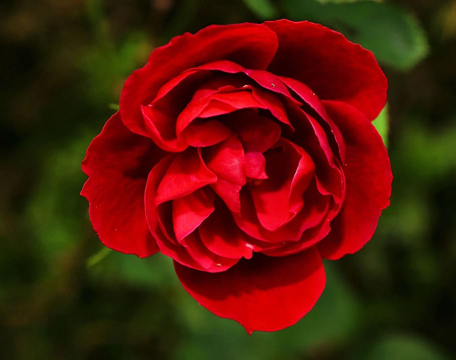 rose, red, flower, blossom, bloom, plant, close, late summer HD wallpaper