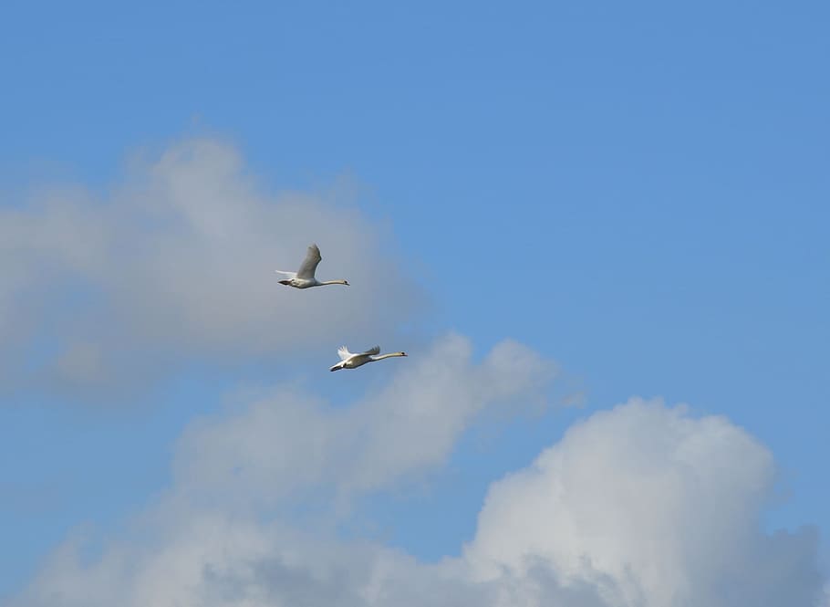 Birds, Fly, Wings, Feather, flying, wildlife, beak, dom, outdoor HD wallpaper