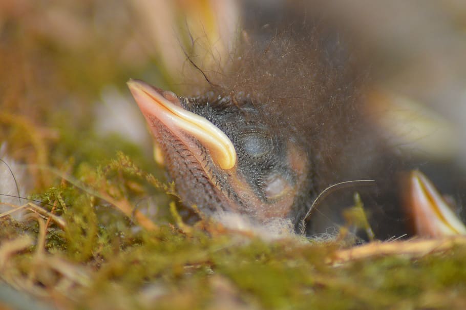 chicks, black redstart, bird, nest, macro, animal, animal themes HD wallpaper