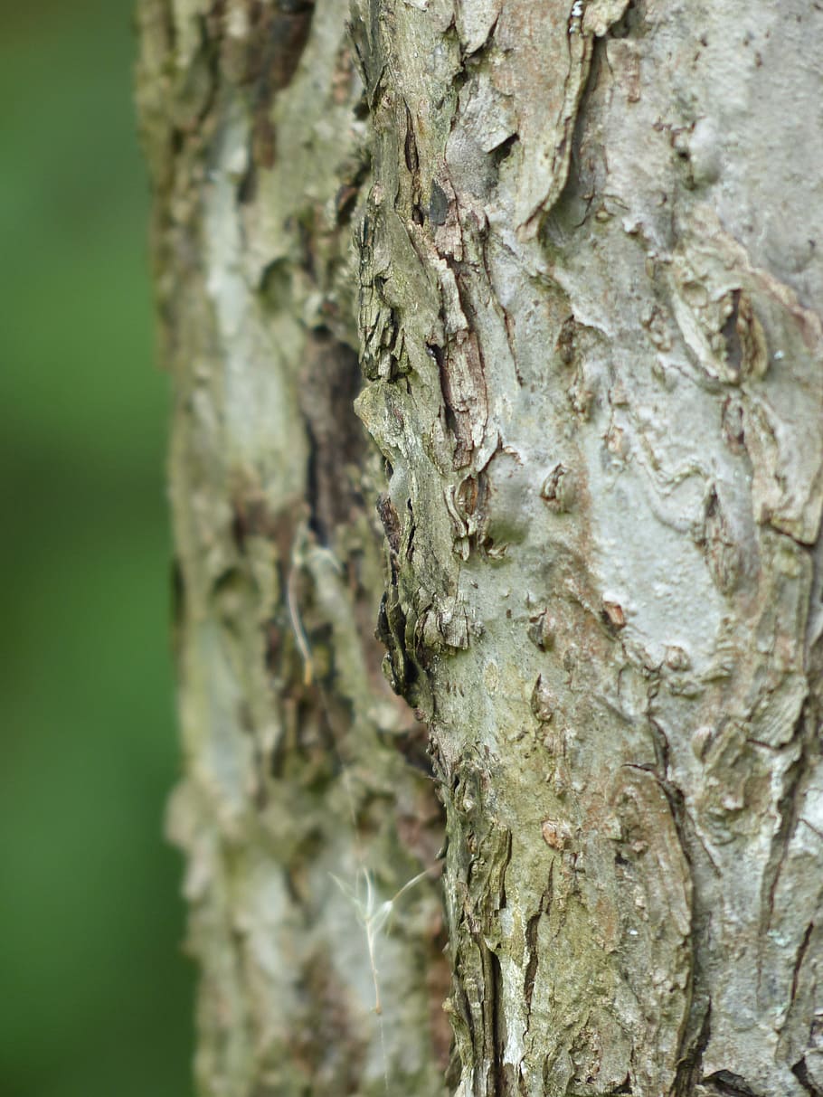 Bark, Apple Tree, Tribe, fruit tree, nature, forest, tree Trunk HD wallpaper