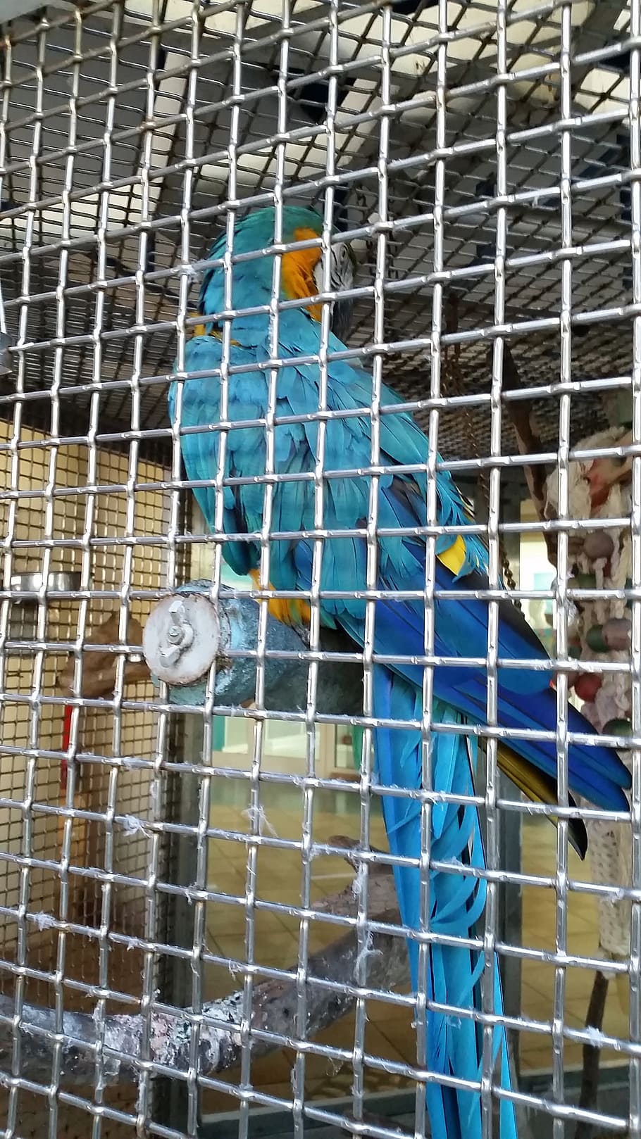 prison, bird, cage, captivity, parrot, animal, animal themes HD wallpaper