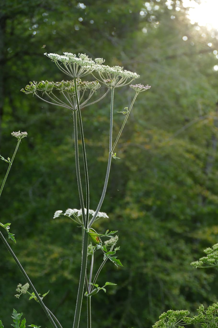 flutes herb, sunlight, evening, flora, plant, flower, growth HD wallpaper