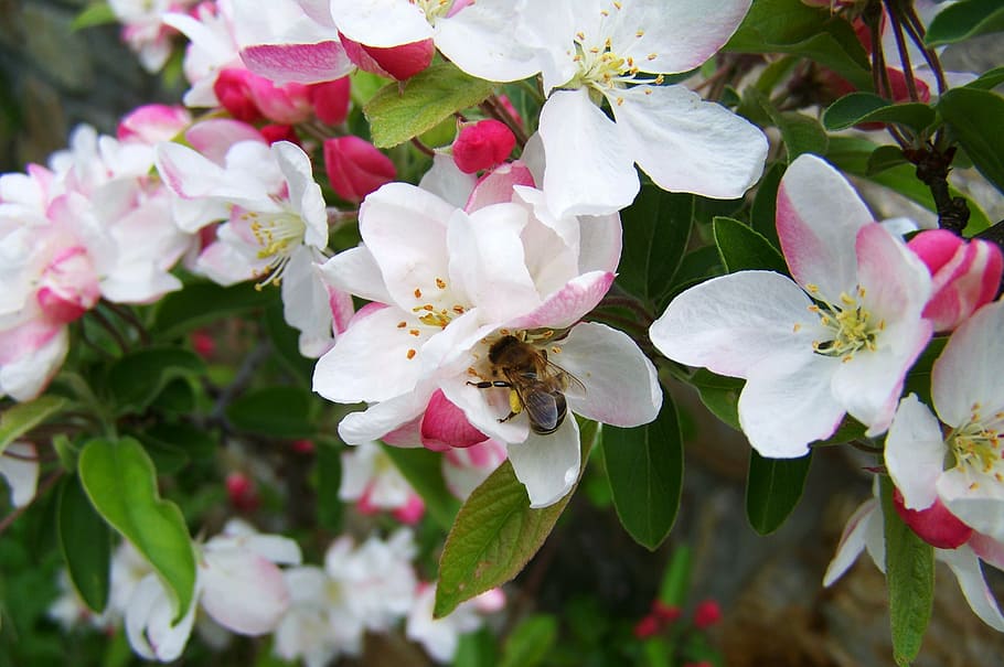 bee, pollination, bloom, spring, nature, petal, flower, branch HD wallpaper