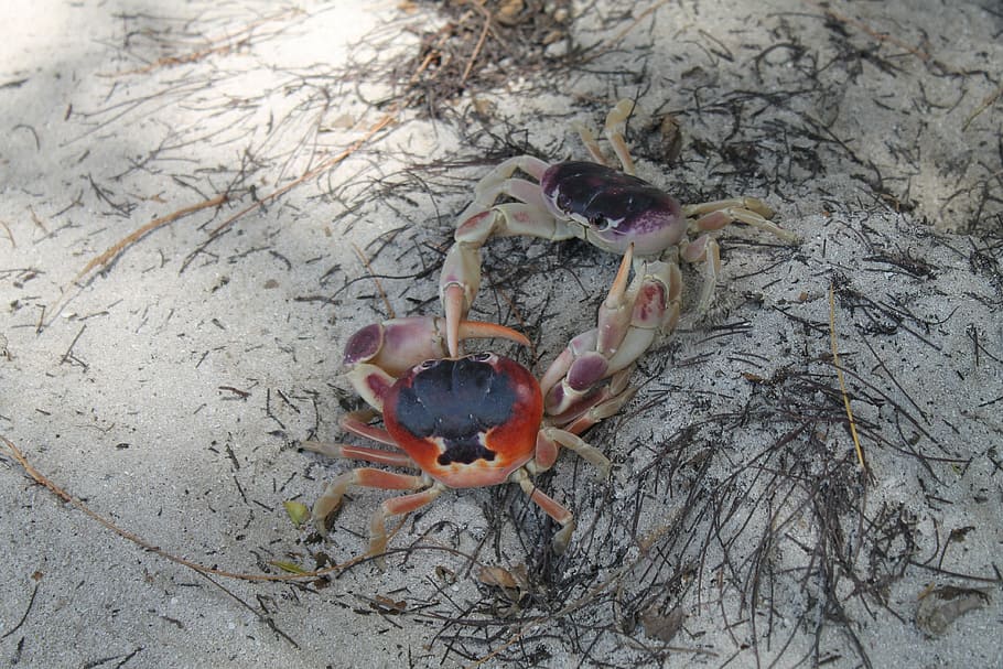 crabs, beach, nature, animals, crustaceans, fight, land, high angle view HD wallpaper