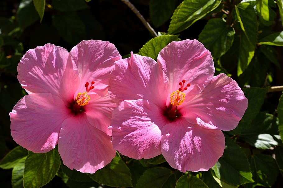 HD wallpaper: Pink, Hibiscus, Flower, Floral, Garden, pink hibiscus, beauty | Wallpaper Flare