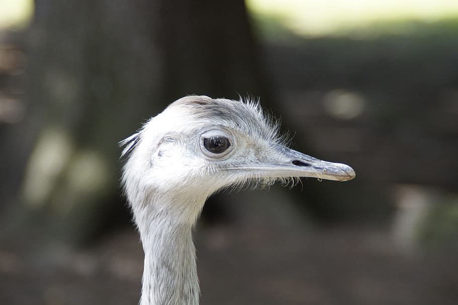 Rhea, Bird, Face, Portrait, Head, rhea bird, flightless bird HD wallpaper