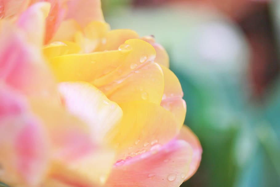 nature, flower, plant, pink Color, petal, close-up, beauty In Nature HD wallpaper