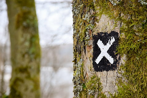 brown tree bark with letter x signage, close, photo, trunk HD wallpaper