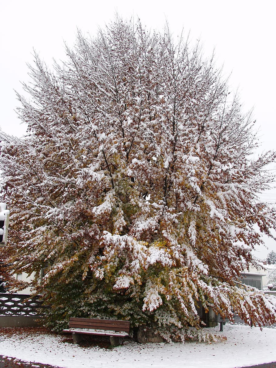 tree, beech, fall foliage, winter blast, snow, cold temperature HD wallpaper