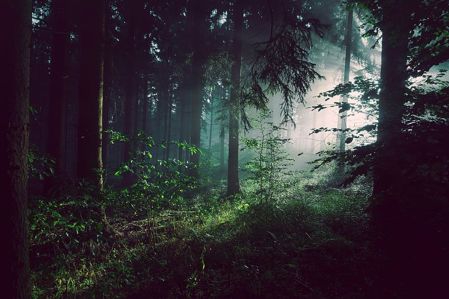 Inside the forest at Bad Pyrmont, Germany, nature, public domain, HD wallpaper