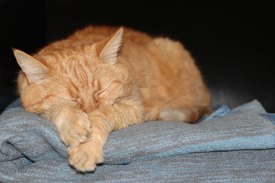 sleeping orange tabby cat on gray textile, Kitten, Blanket HD wallpaper