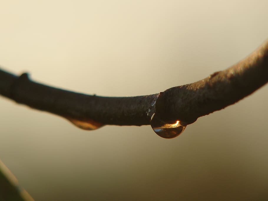 drop, garden, branch, dew, close-up, no people, nature, focus on foreground HD wallpaper