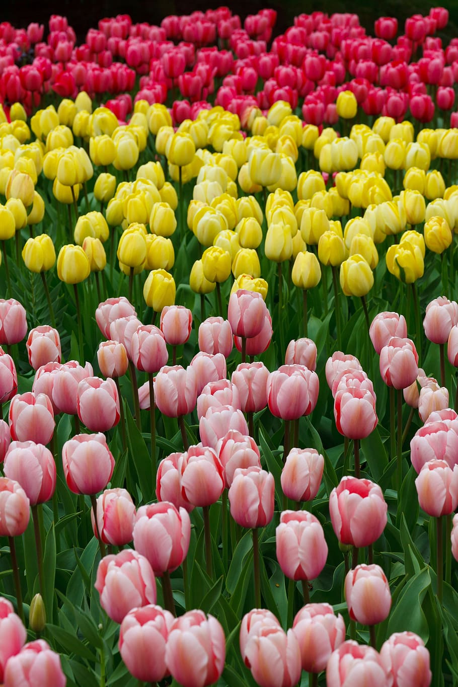 Flower, Bed, Bloom, Blossom, Color, colorful, field, flora HD wallpaper