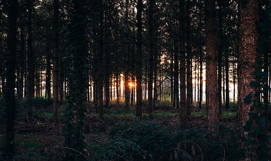 photo of forest view with sunlight passing thought trees, forest during daytime HD wallpaper