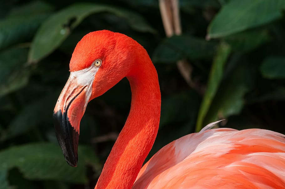 selective focus photography of pink flamingo, zoo, bird, animal, HD wallpaper