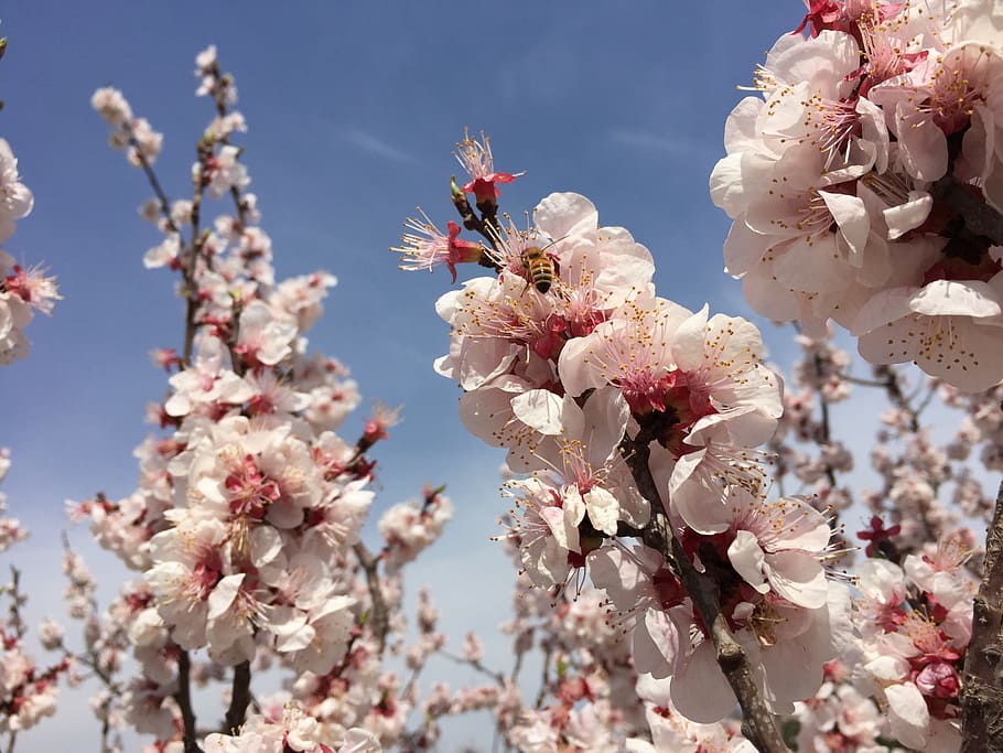 peach blossom, bee, sky, flower, flowering plant, fragility HD wallpaper