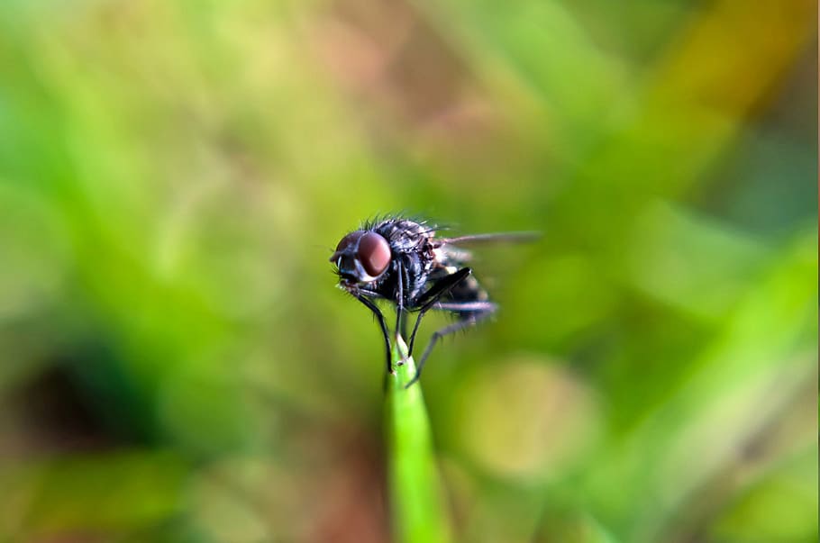 fly, macro, insect, animal, green, background, leaf, nature HD wallpaper