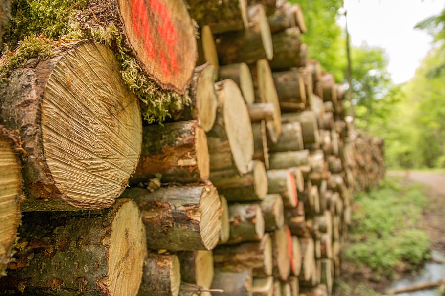 close-up photography of brown tree logs, holzstapel, cut, chainsaw