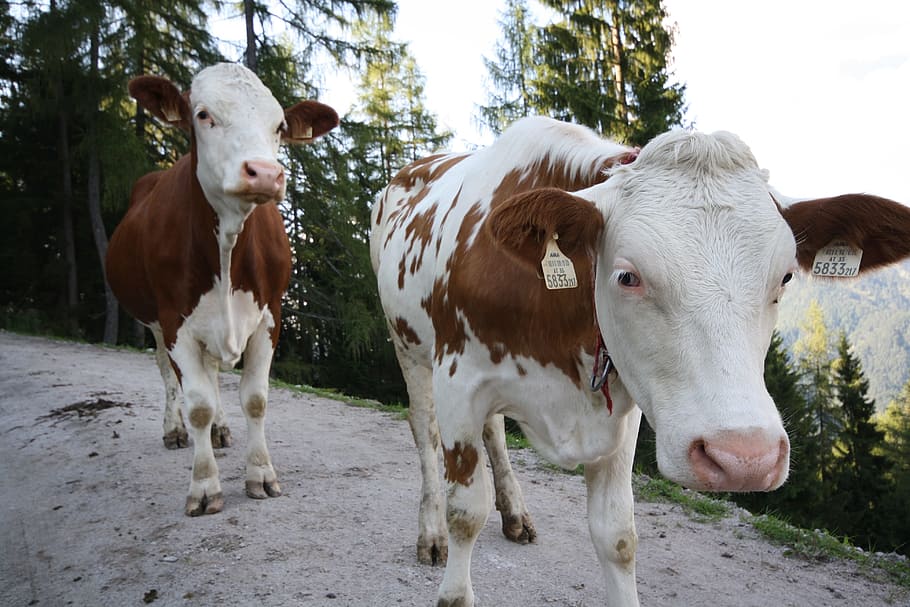 austria, cows, cattle, nature, outside, trees, rural, farm HD wallpaper