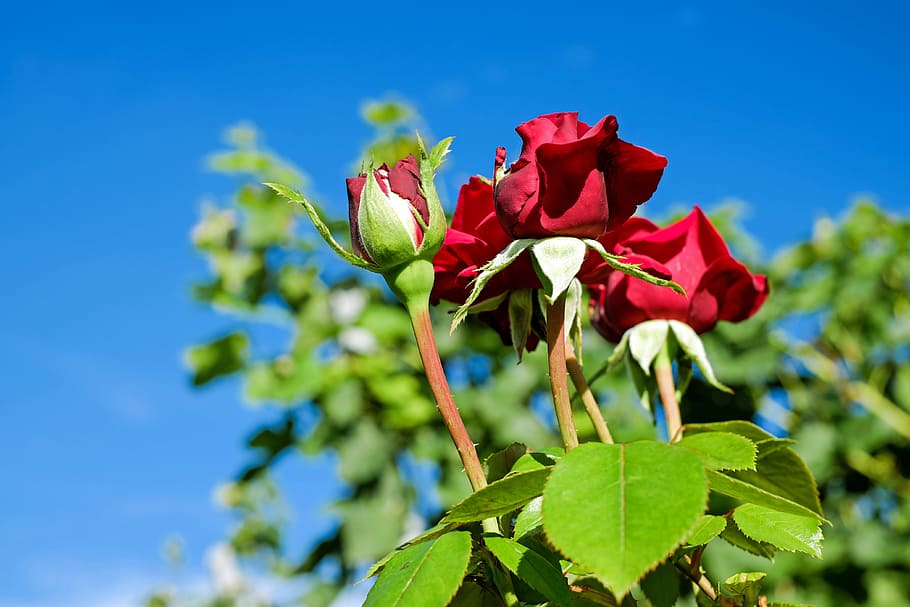 five red roses during daytime d, flower, rose blooms, blossom, HD wallpaper
