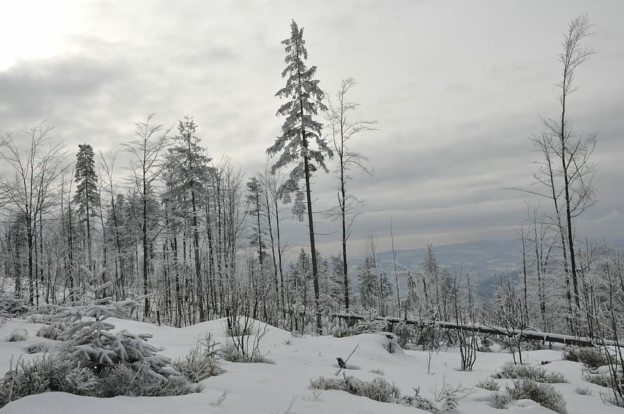 Winter, Snow, Mountains, Forest, Tree, biel, frost, winter in the mountains HD wallpaper