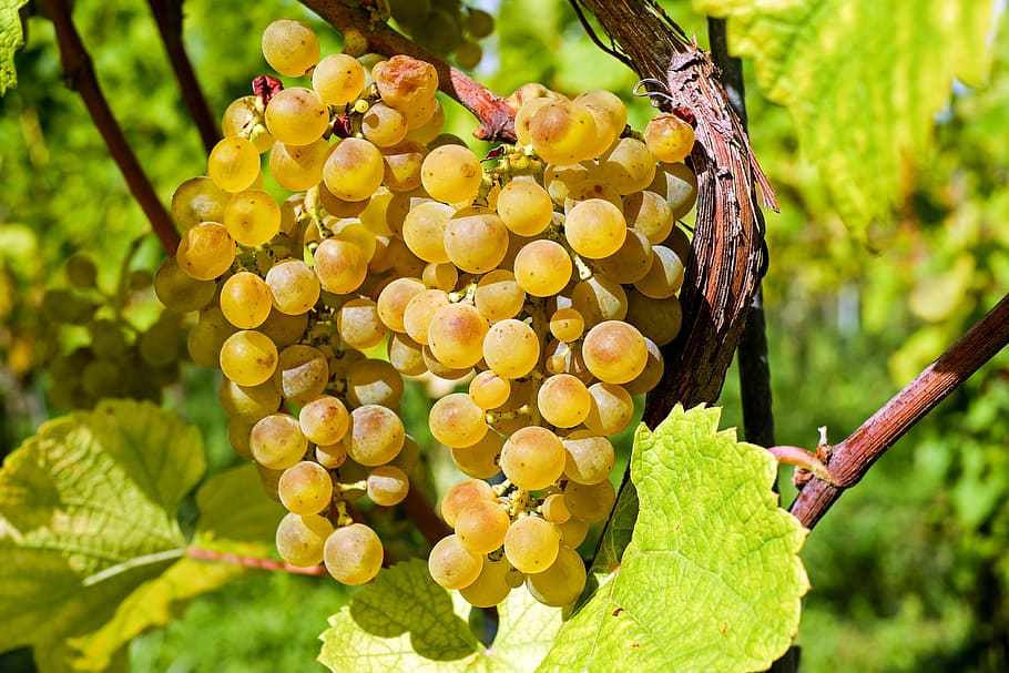 photography of yellow grapes, fruit, gold, table grapes, healthy HD wallpaper