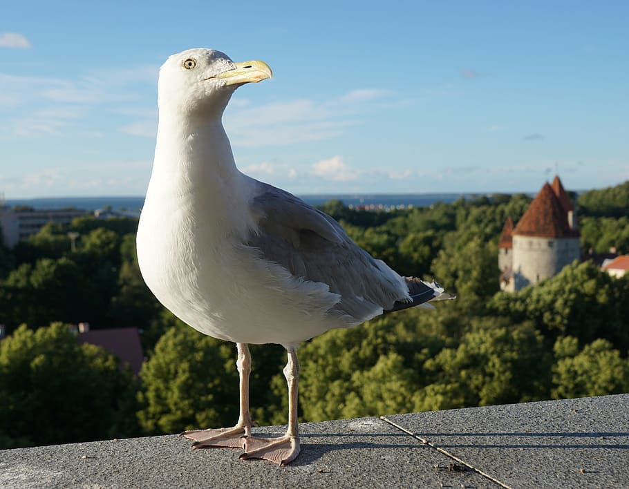 Seagull, Nature, Summer, Bird, Animal, one animal, animal themes HD wallpaper