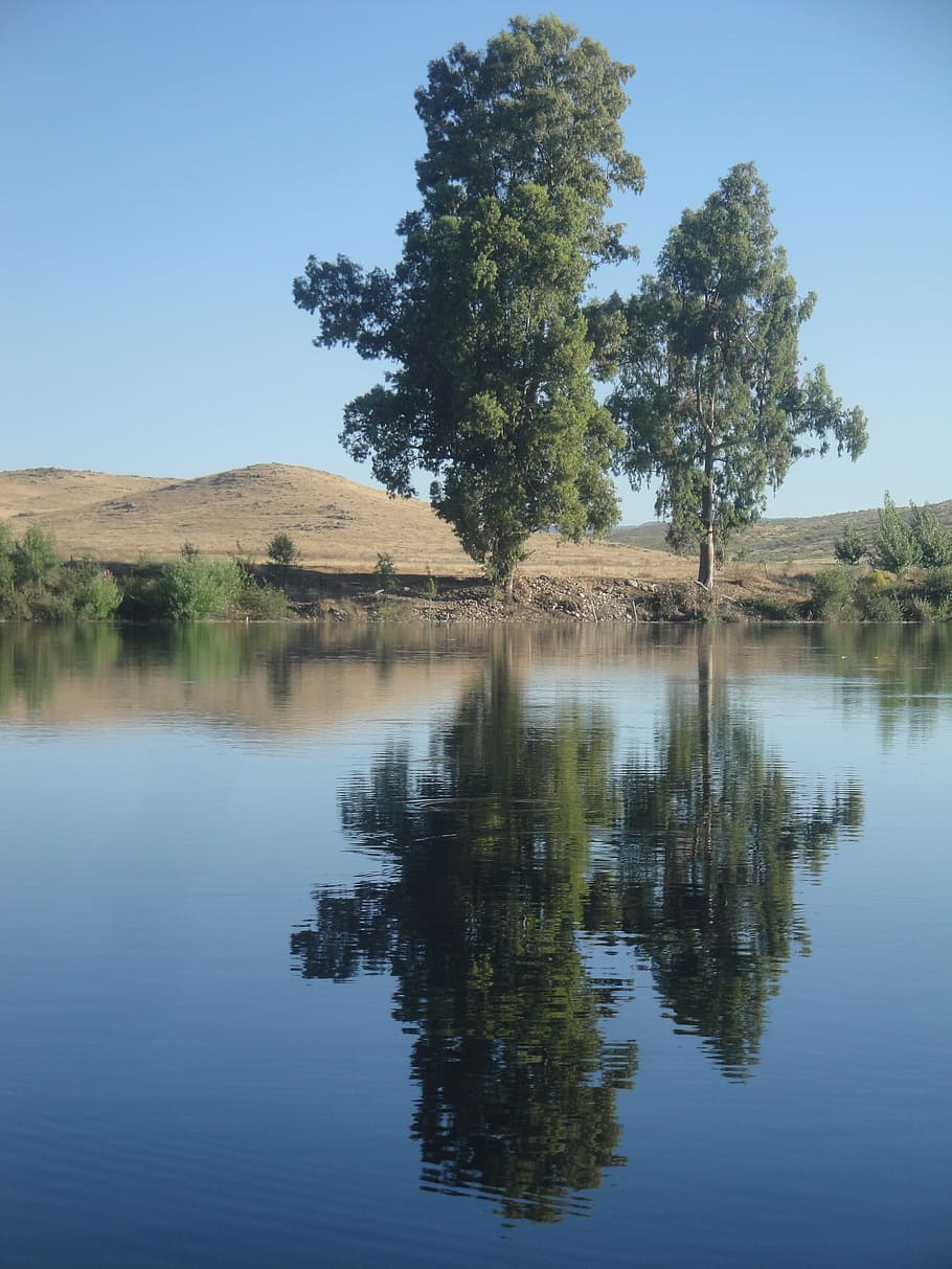 River, Shore, Trees, Reflection, Nature, grassland, eucalyptus HD wallpaper