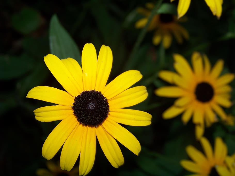 Flower, Bloom, Spring, spring flower, yellow, petal, fragility HD wallpaper